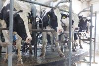 На предприятии «Урожай 21 век» реконструировали молочную ферму