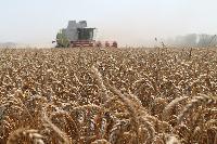 В полях района приступили к уборке озимой пшеницы