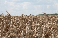 В полях в разгаре – уборка озимой пшеницы