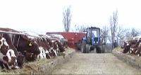 Фермер из Брюховецкого района на грант увеличил стадо на 103 коровы