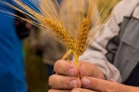 В Брюховецком районе начинается приём заявлений на предоставление субсидий на поддержку сельскохозяйственного производства