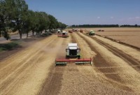 Брюховчане — первые среди аграриев края по урожайности пшеницы!