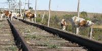 О недопущении выпаса скота вблизи железной дороги