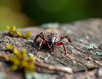 Сезон клещей открыт: будьте бдительны!