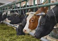 Как владельцам подсобных хозяйств поставить крупный рогатый скот на учет?