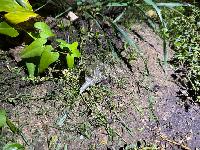 В Брюховецком районе задержан подозреваемый в незаконном обороте наркотиков